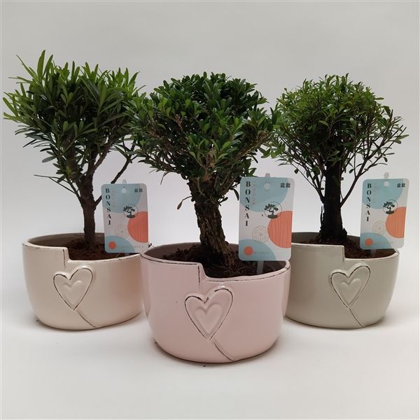 Горшечные цветы и растения оптом Bonsai Mix Heart от 6шт из Голландии с доставкой по России