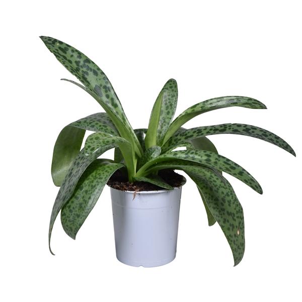 Горшечные цветы и растения оптом Drimiopsis Kirki от 6шт из Голландии с доставкой по России