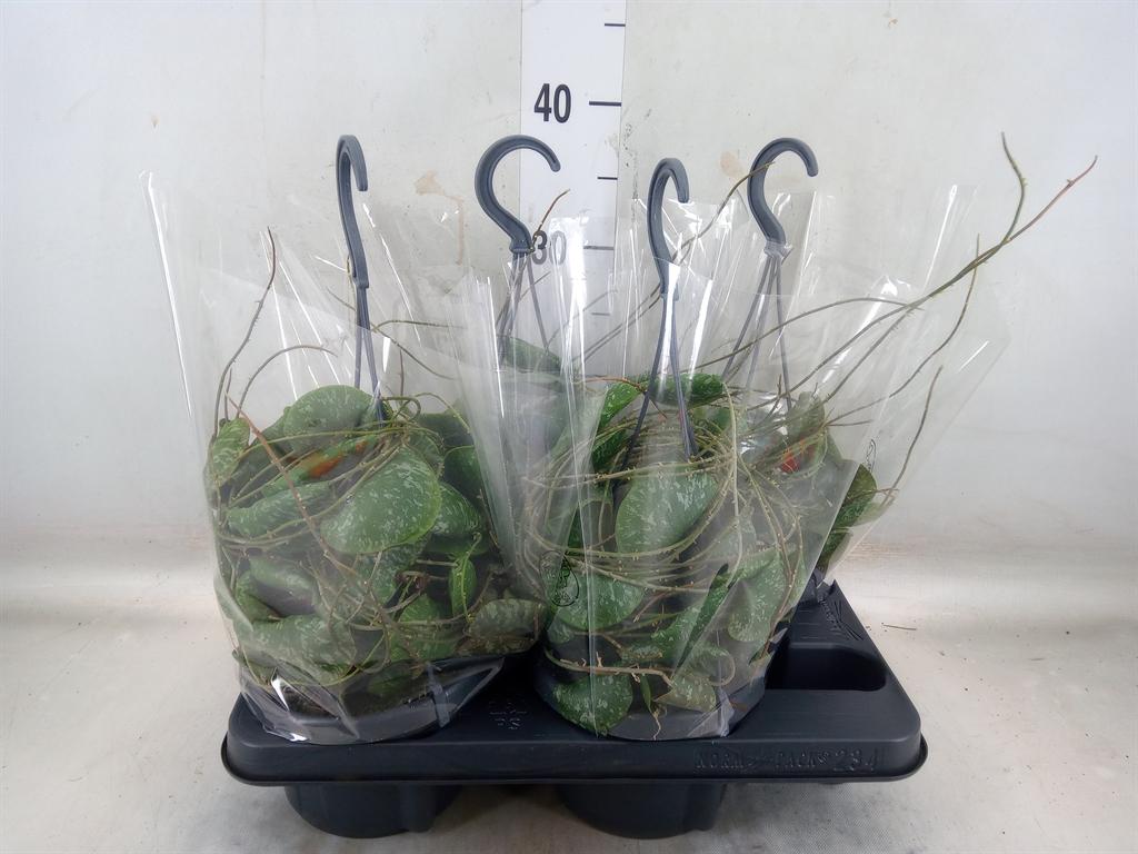 Горшечные цветы и растения оптом Hoya   ... от 4шт из Голландии с доставкой по России