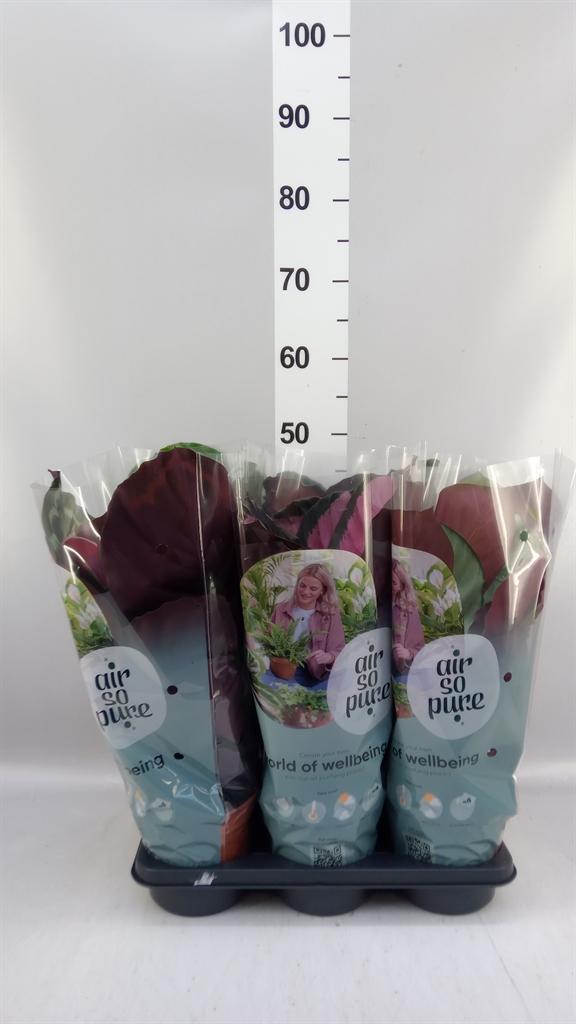 Горшечные цветы и растения оптом Calathea Roseopicta ...mix от 6шт из Голландии с доставкой по России