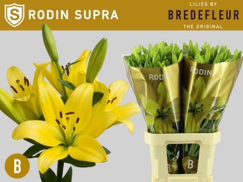 Срезанные цветы оптом Lilium la rodin supra от 40шт из Голландии с доставкой по России