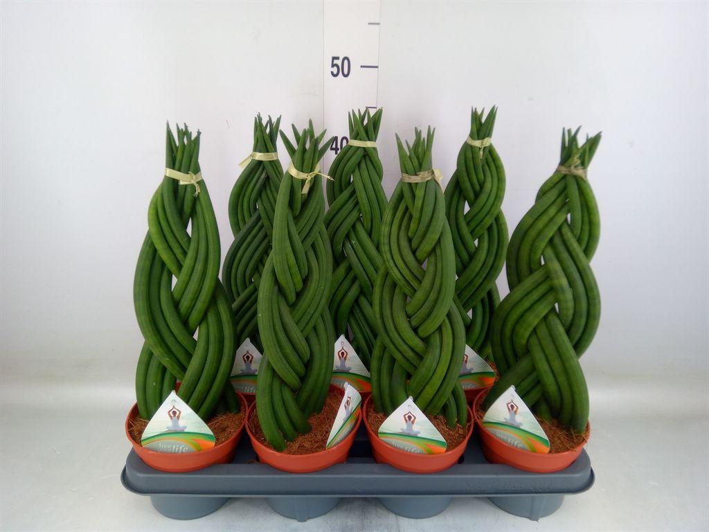 Горшечные цветы и растения оптом Sansevieria Cyl.  ... от 7шт из Голландии с доставкой по России