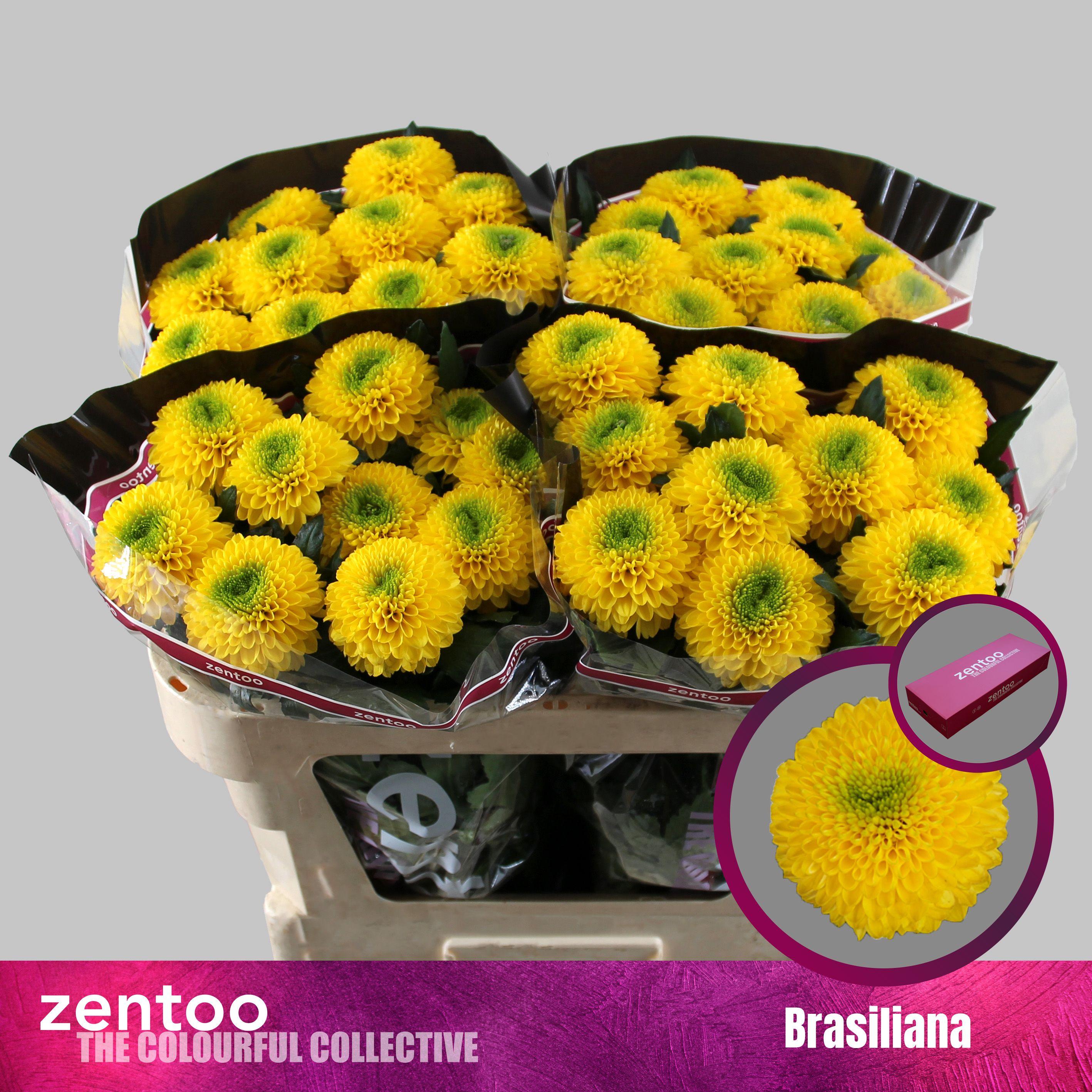 Срезанные цветы оптом Chrys bl brasiliana от 40шт. из Голландии с доставкой по России Срезанные цветы оптом Chrys bl brasiliana от 40шт. из Голландии с доставкой по России