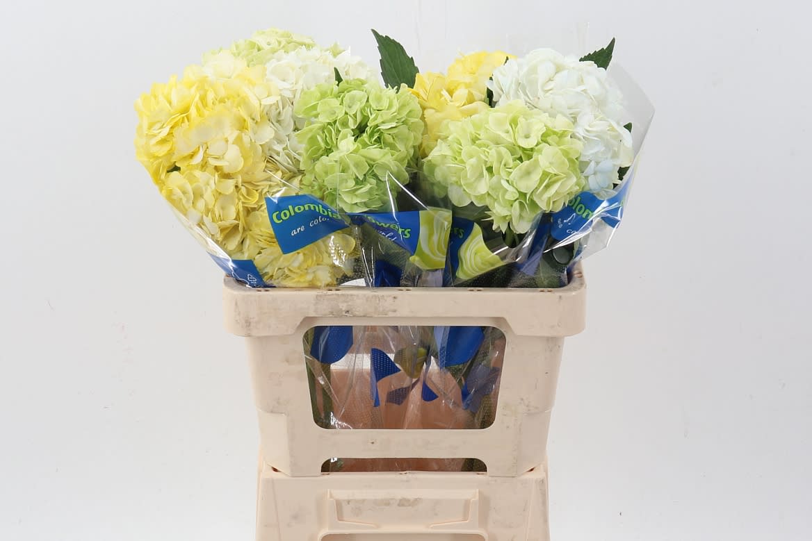 Срезанные цветы оптом Hydrangea mix autumn от 10шт из Голландии с доставкой по России