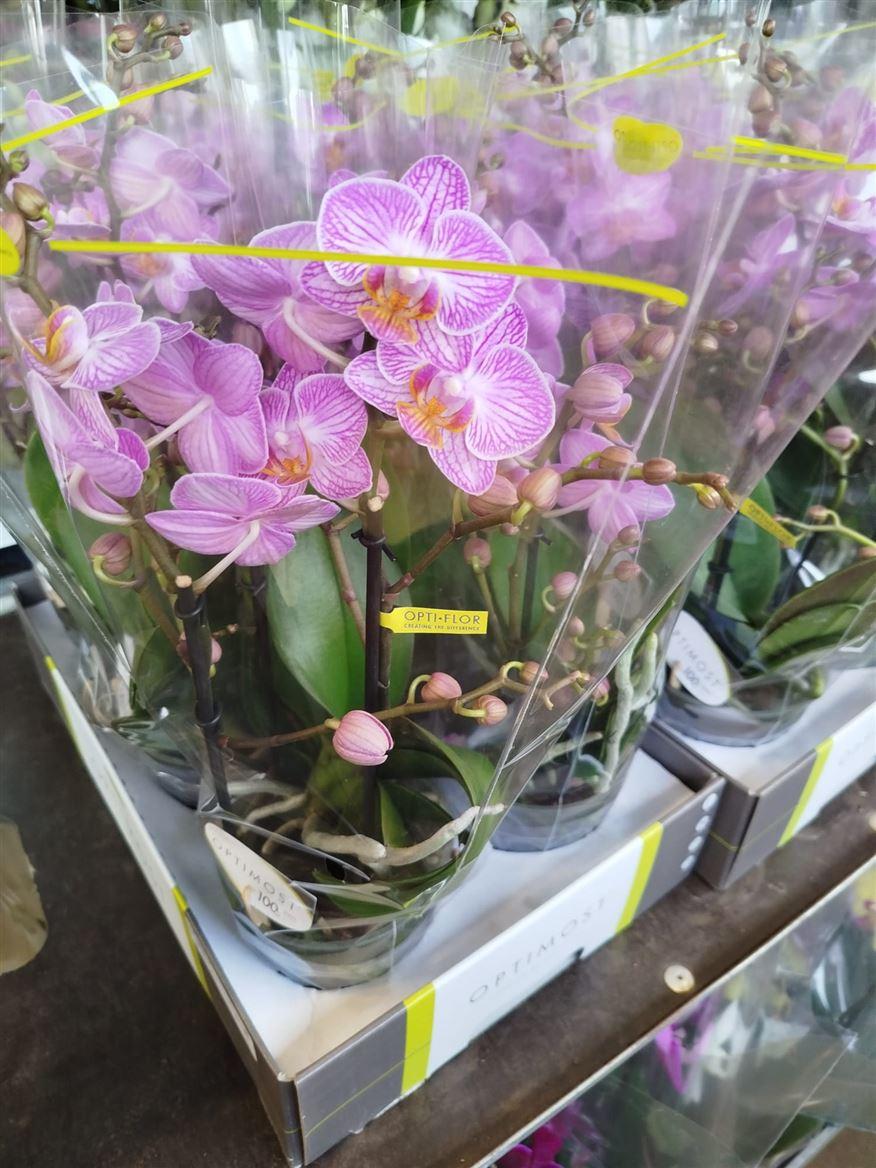 Горшечные цветы и растения оптом Phal 3st Honeybee (opti) от 6шт из Голландии с доставкой по России