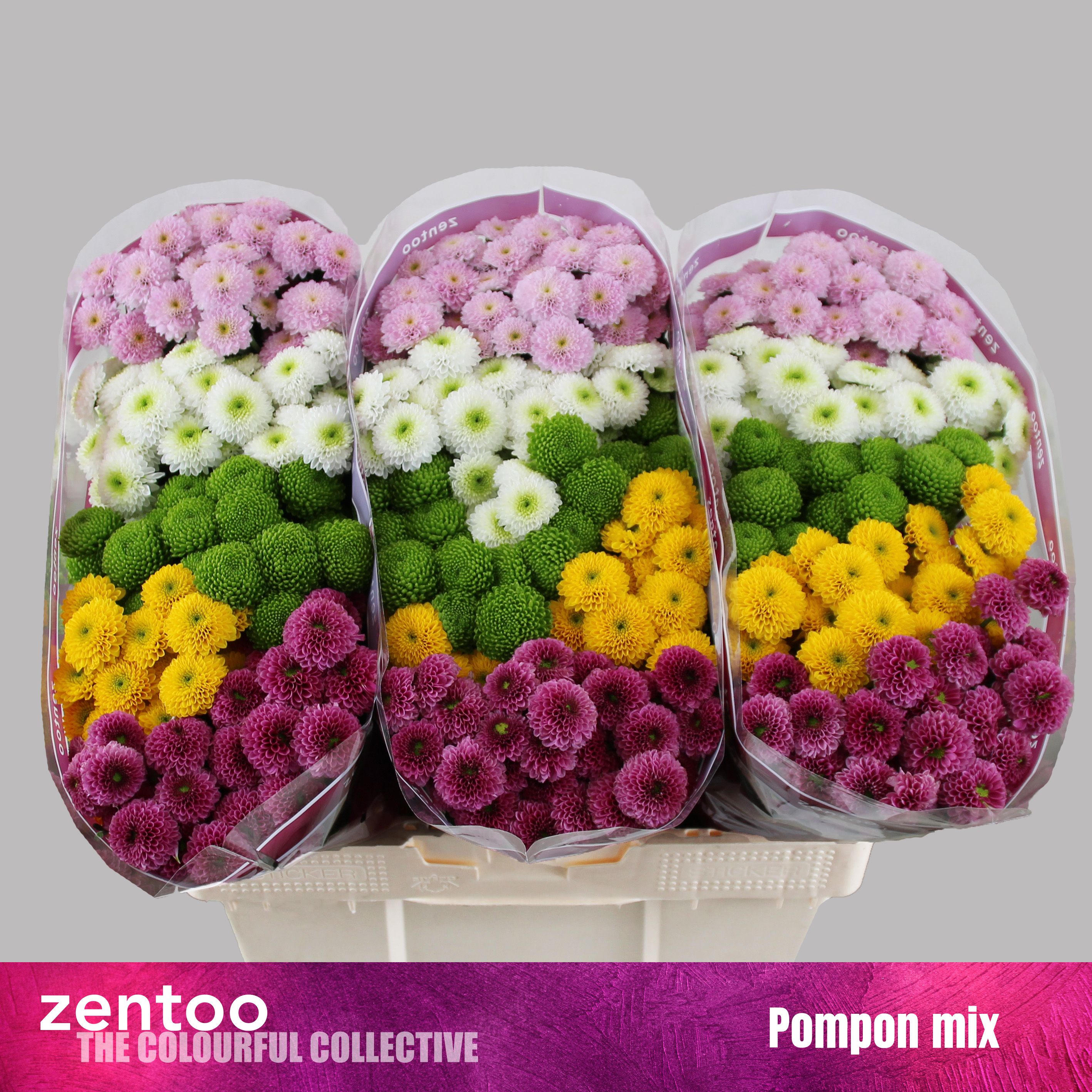 Срезанные цветы оптом Chrys sa mix pompon от 225шт. из Голландии с доставкой по России