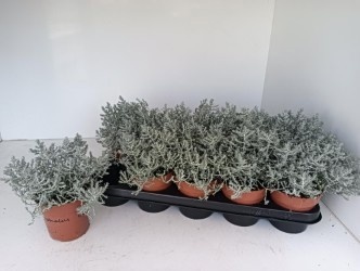 Горшечные цветы и растения оптом Leucoph Brownii от 10шт из Голландии с доставкой по России