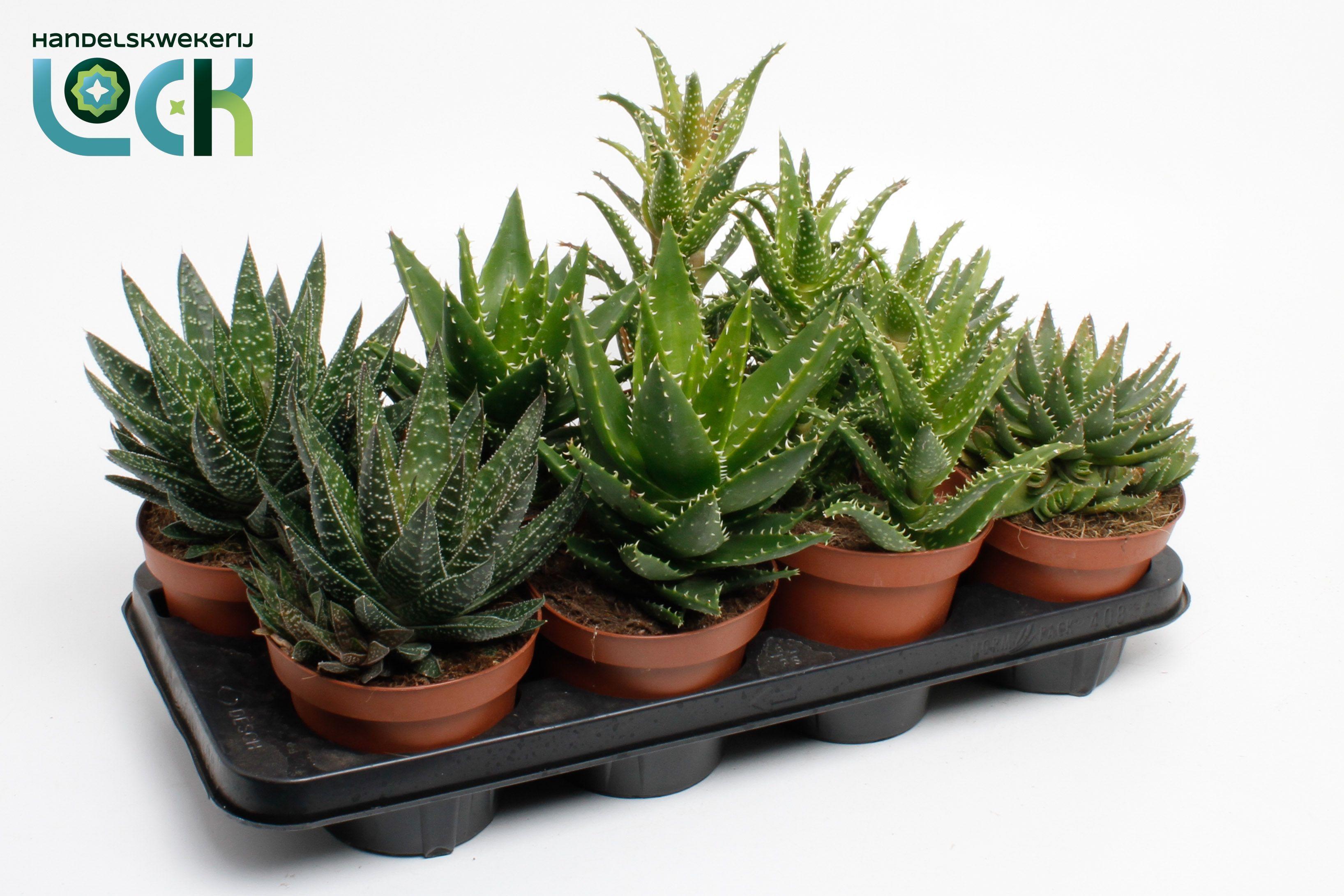 Горшечные цветы и растения оптом Aloe Ov от 4шт из Голландии с доставкой по России