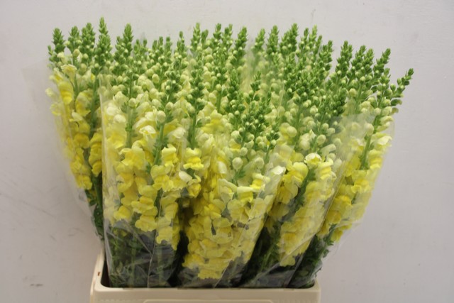 Срезанные цветы оптом Antirrhinum yellow от 50шт из Голландии с доставкой по России