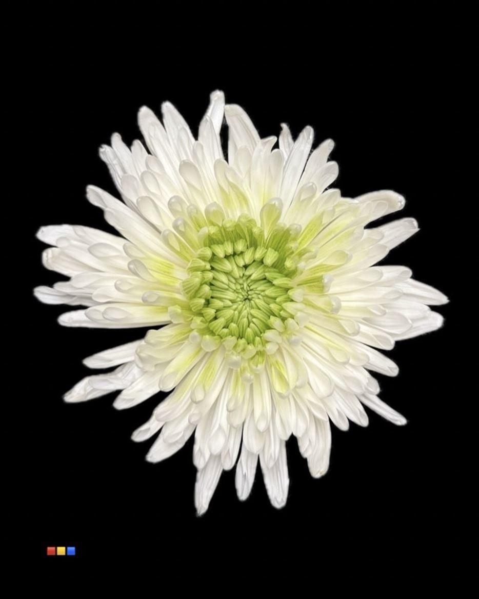 Срезанные цветы оптом Chrys bl paint anastasia white-green eye от 40шт. из Голландии с доставкой по России