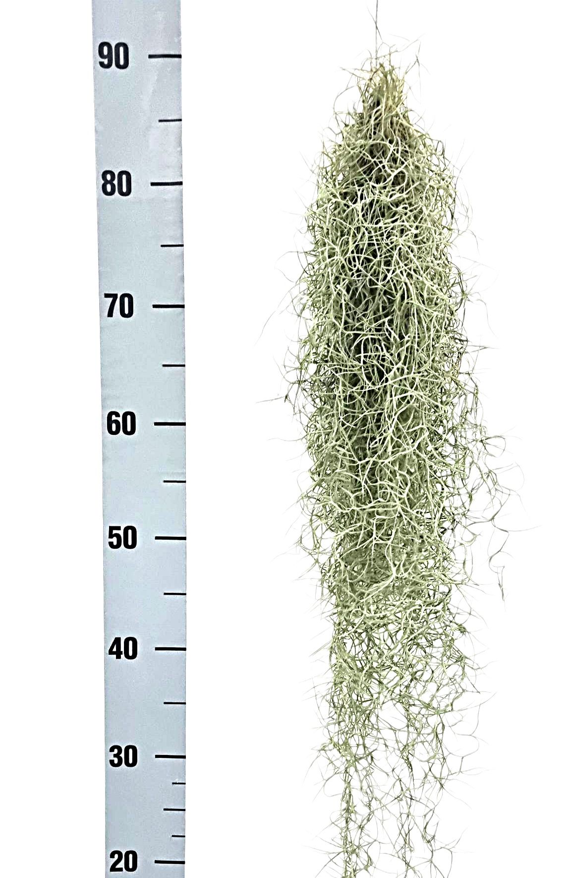 Горшечные цветы и растения оптом Till Usneoides от 10шт (для телеги) из Голландии с доставкой по России