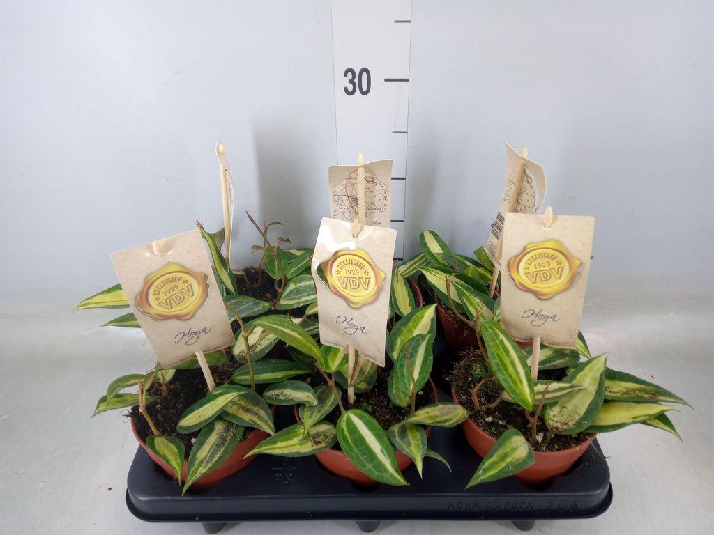 Горшечные цветы и растения оптом Hoya   ... от 6шт из Голландии с доставкой по России