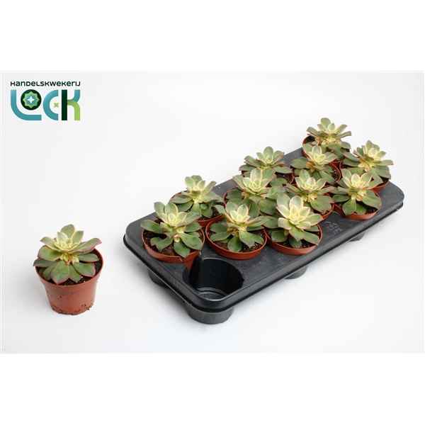 Горшечные цветы и растения оптом Aeonium Tricolor от 12шт из Голландии с доставкой по России