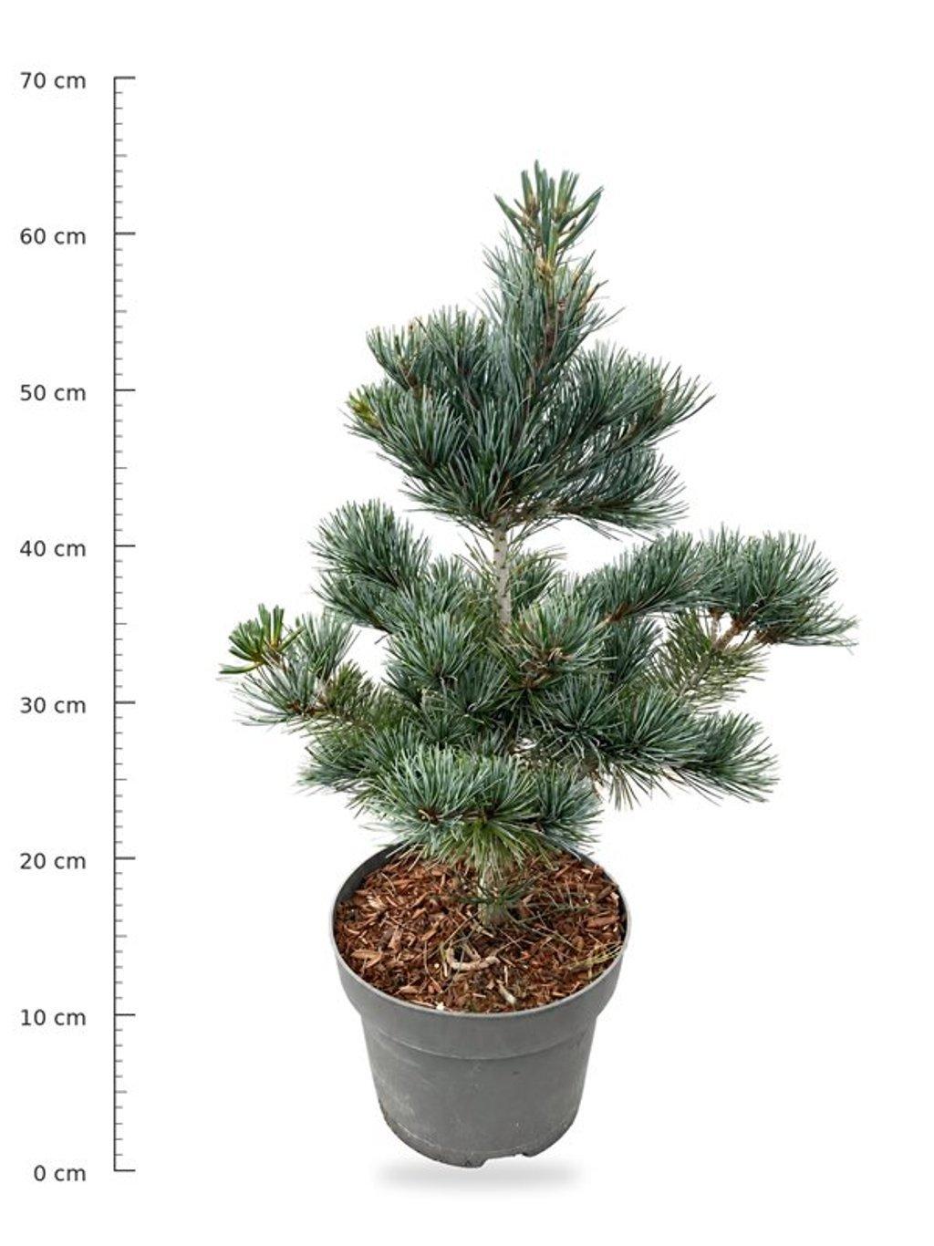 Горшечные цветы и растения оптом Pinus Parv Negishi от 1шт из Голландии с доставкой по России