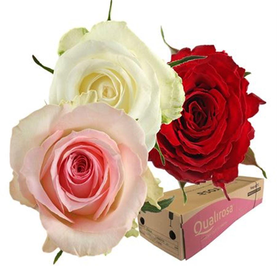 Срезанные цветы оптом Rosa large mix rainbow (mixbunch) от 500шт. из Голландии с доставкой по России