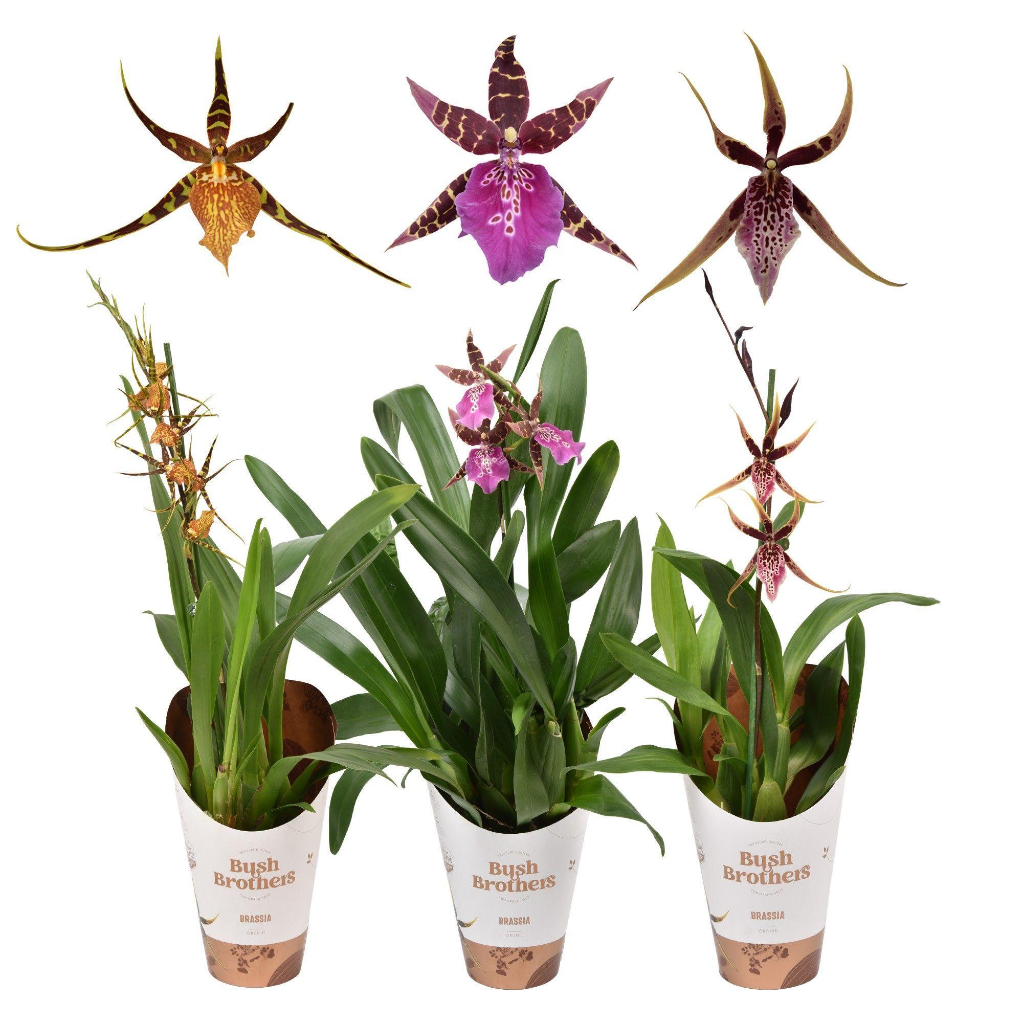 Горшечные цветы и растения оптом Brassia 1st Mix от 10шт из Голландии с доставкой по России