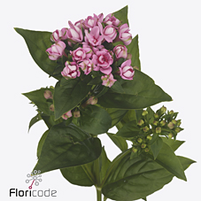Срезанные цветы оптом Bouvardia do dark pink improved от 40шт из Голландии с доставкой по России Срезанные цветы оптом Bouvardia do dark pink improved от 40шт из Голландии с доставкой по России