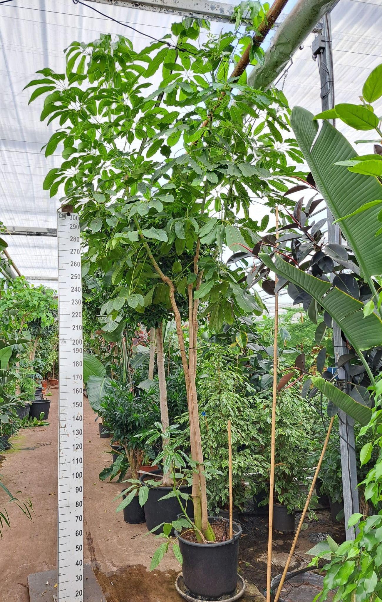 Горшечные цветы и растения оптом Schefflera Amate Multistam от 1шт из Голландии с доставкой по России