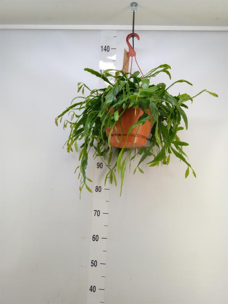 Горшечные цветы и растения оптом Rhipsalis   ... от 1шт из Голландии с доставкой по России