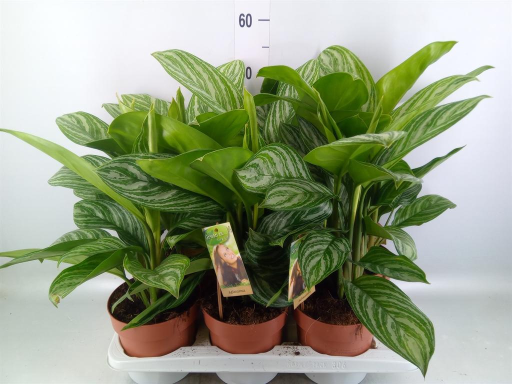 Горшечные цветы и растения оптом Aglaonema   ... от 6шт из Голландии с доставкой по России