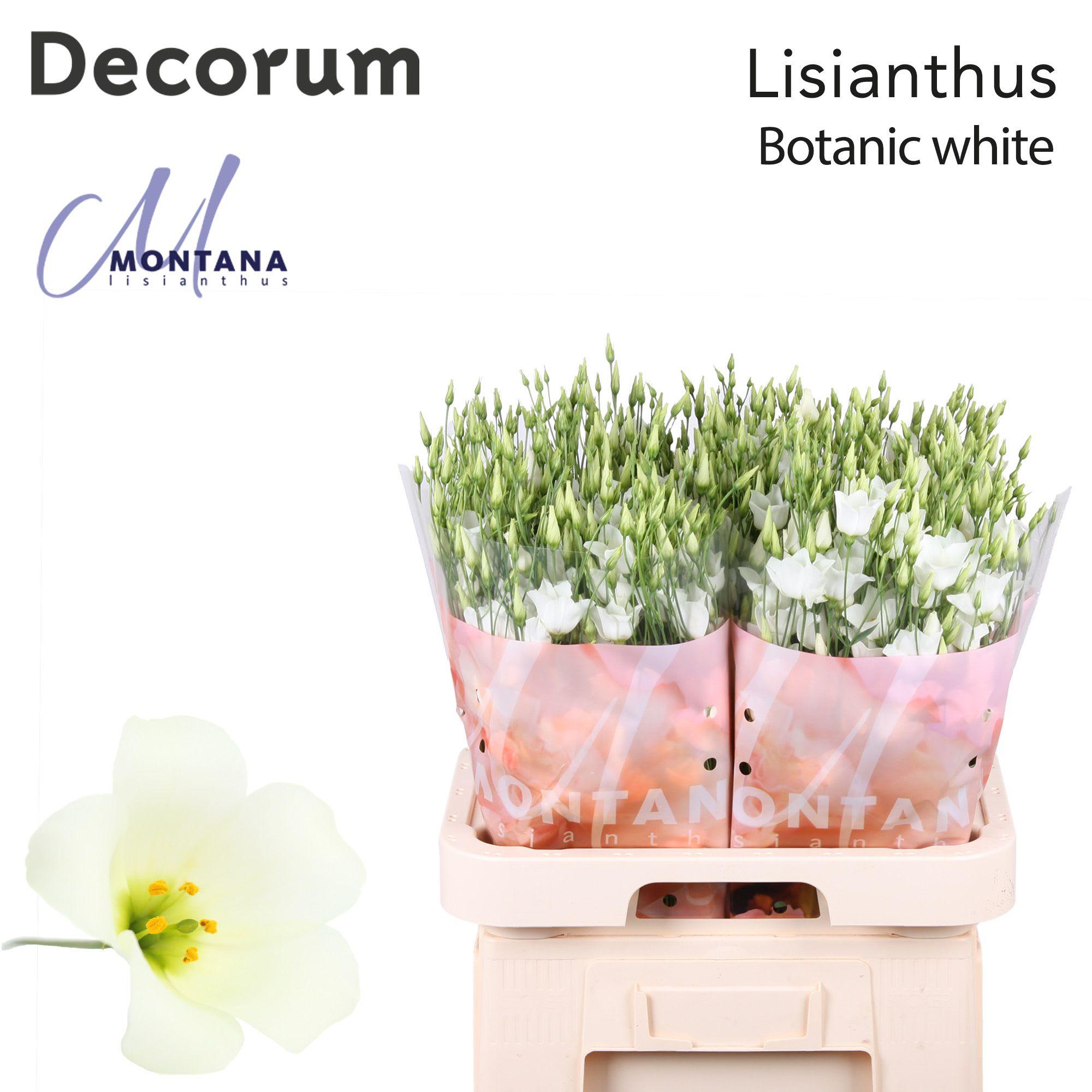 Срезанные цветы оптом Lisianthus si botanic white от 40шт из Голландии с доставкой по России