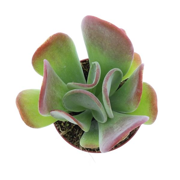 Горшечные цветы и растения оптом Kalanchoe Oricula от 12шт (для телеги) из Голландии с доставкой по России