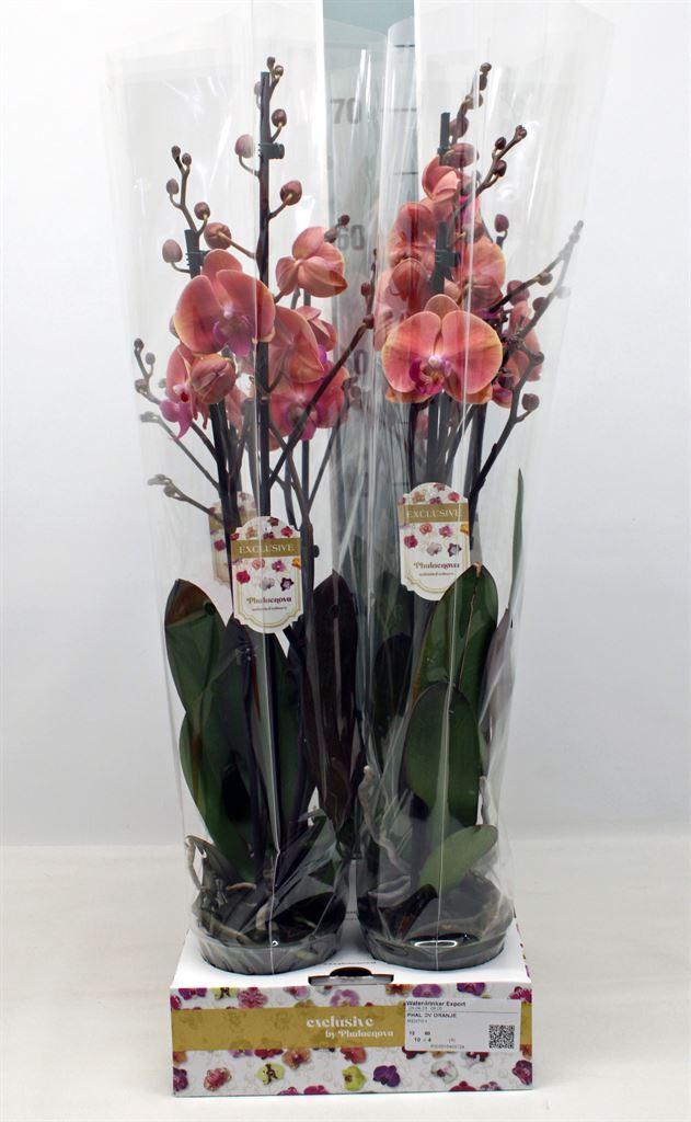 Горшечные цветы и растения оптом Phalaenopsis   ...orange от 4шт из Голландии с доставкой по России
