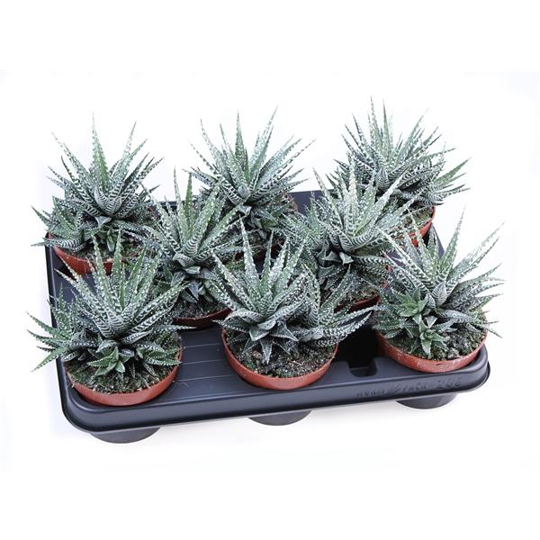 Горшечные цветы и растения оптом Hawortia Big Band + Bioglitter от 8шт из Голландии с доставкой по России