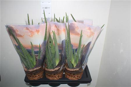 Горшечные цветы и растения оптом Aloe Vera P17 от 6шт из Голландии с доставкой по России