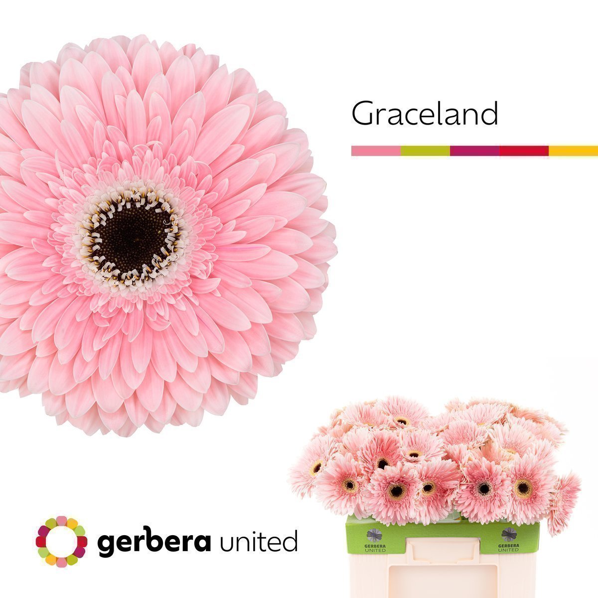 Срезанные цветы оптом Gerbera graceland от 40шт. из Голландии с доставкой по России