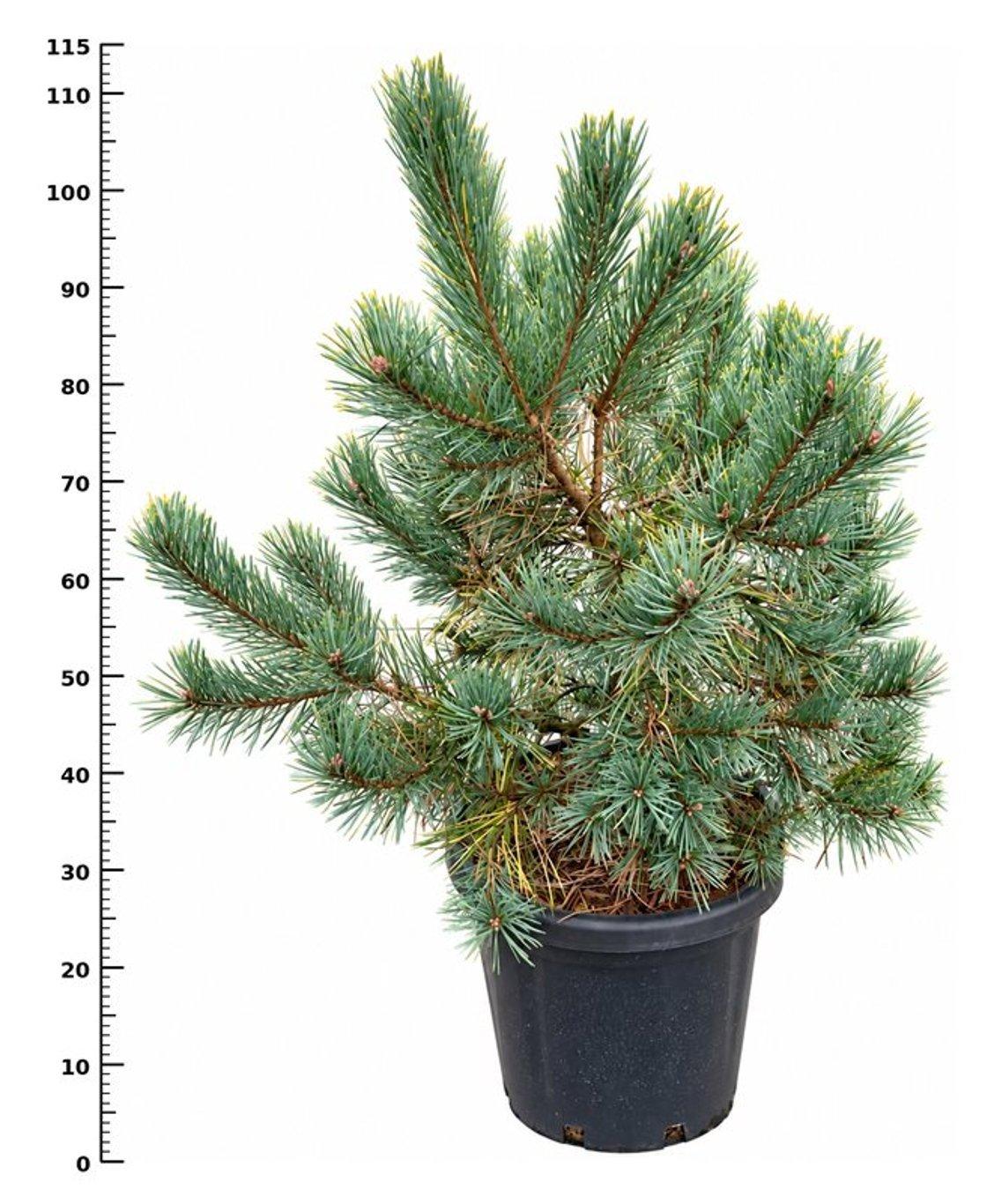 Горшечные цветы и растения оптом Pinus Sylv. aurea от 1шт из Голландии с доставкой по России