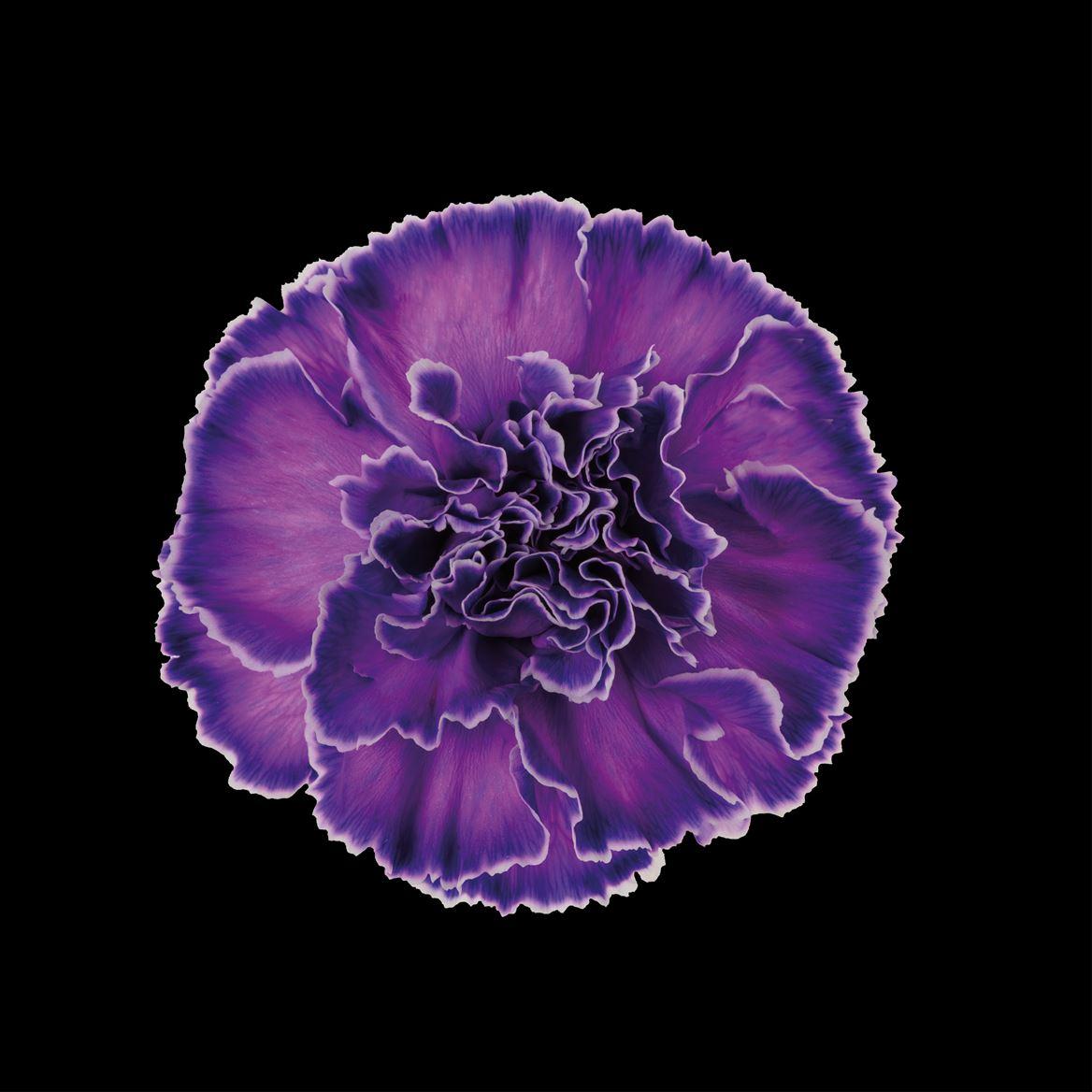 Срезанные цветы оптом Dianthus st paint milka от 80шт из Голландии с доставкой по России