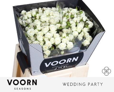 Срезанные цветы оптом Rosa spray wedding party от 40шт из Голландии с доставкой по России