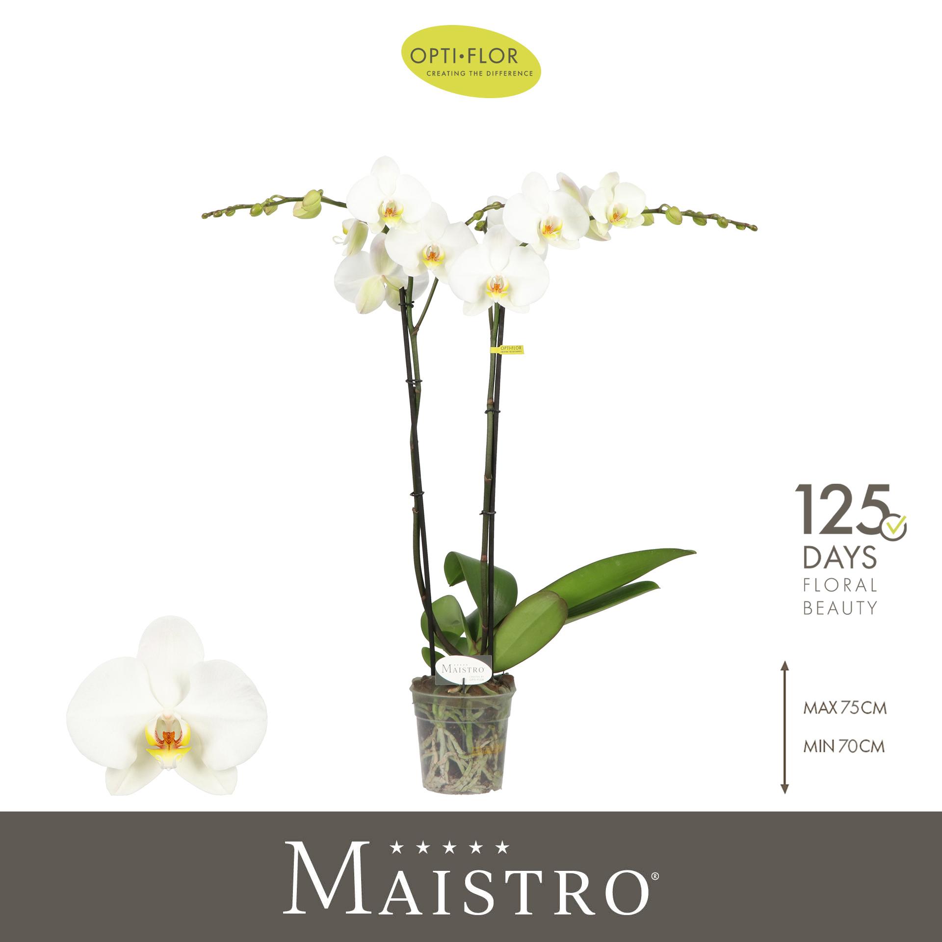 Горшечные цветы и растения оптом Phal 2st Maistro Beethoven 18+ (opti) от 6шт из Голландии с доставкой по России