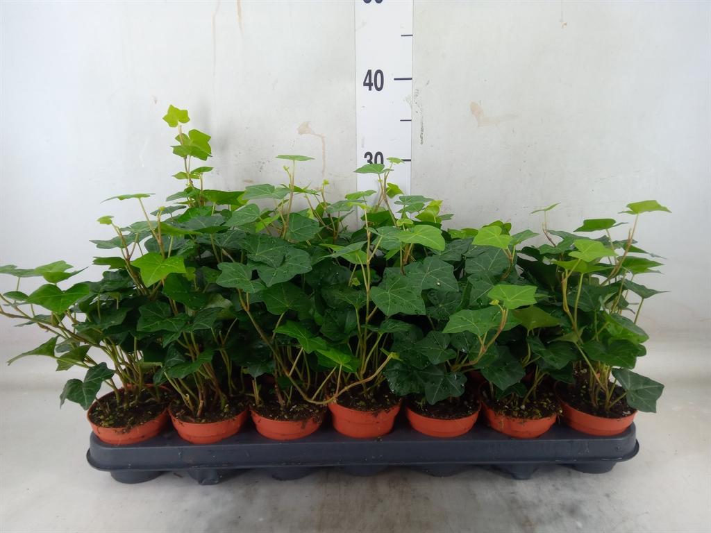 Горшечные цветы и растения оптом Hedera Hibernica от 21шт (для телеги) из Голландии с доставкой по России