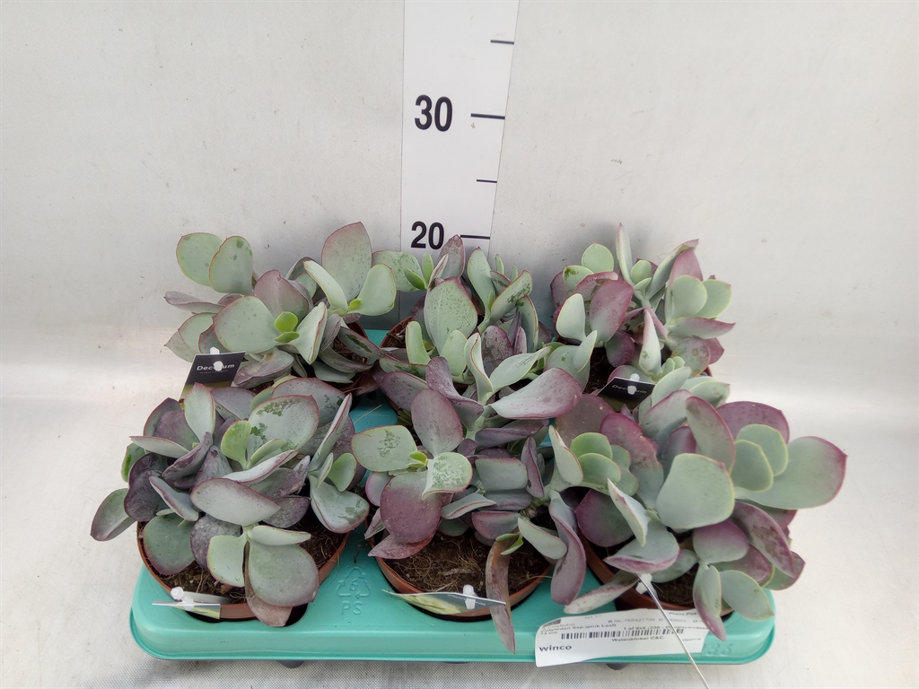 Горшечные цветы и растения оптом Cotyledon Pendens от 6шт из Голландии с доставкой по России