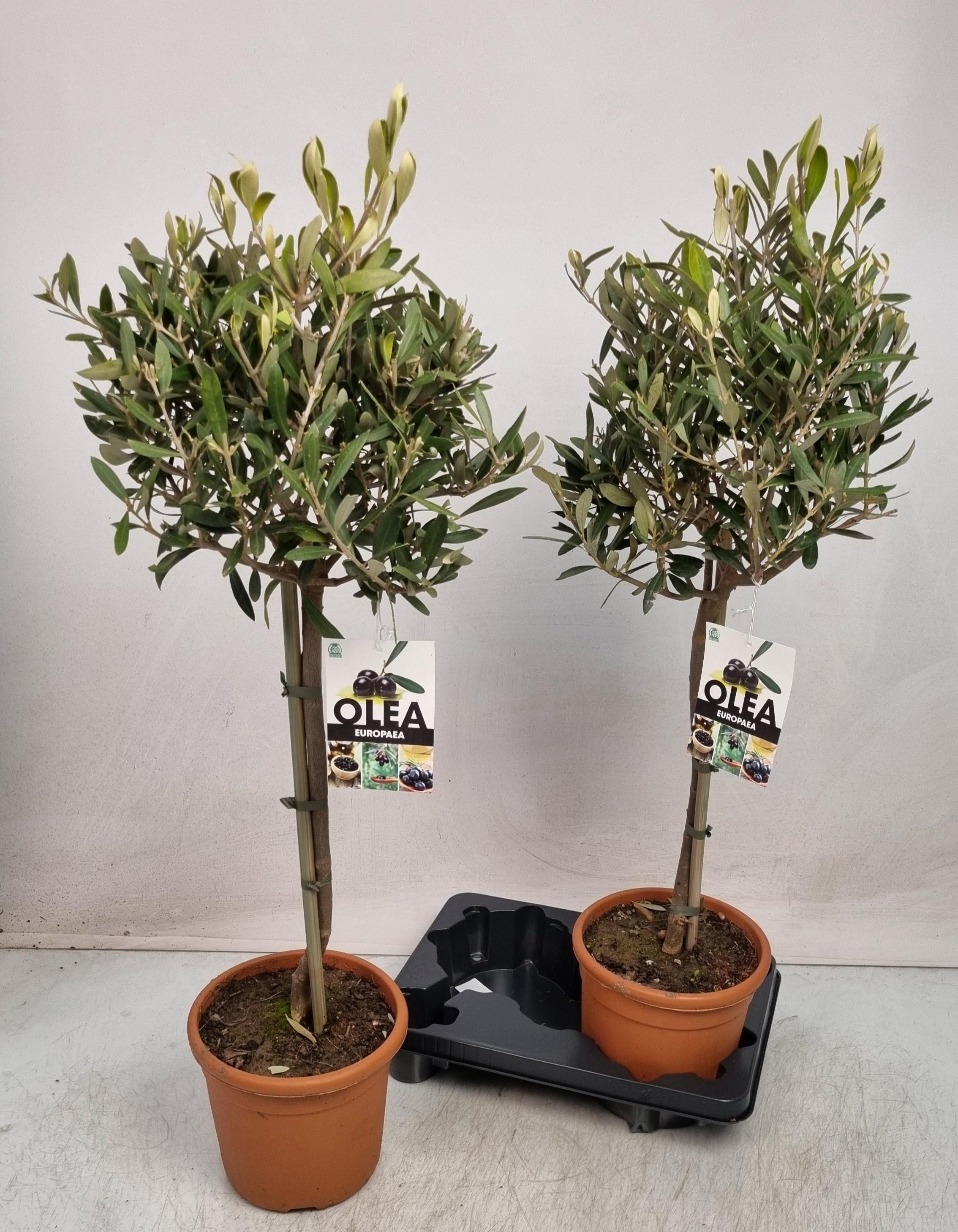 Горшечные цветы и растения оптом Olea Europaea от 2шт из Голландии с доставкой по России