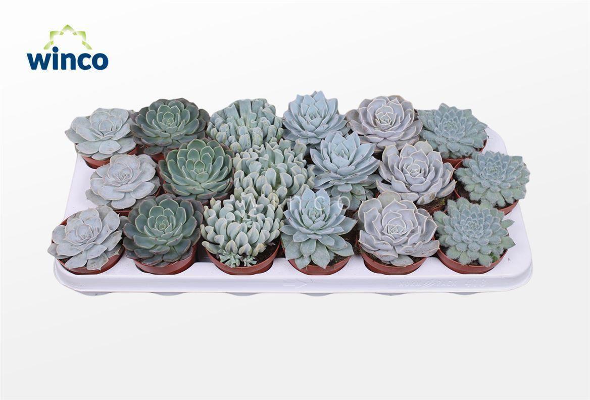 Горшечные цветы и растения оптом Echeveria Ice Mix (6 Spc.) от 18шт (для телеги) из Голландии с доставкой по России