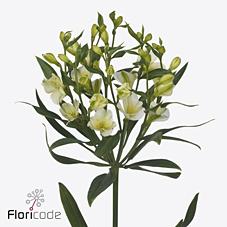 Срезанные цветы оптом Alstroemeria fl pinot от 50шт из Голландии с доставкой по России