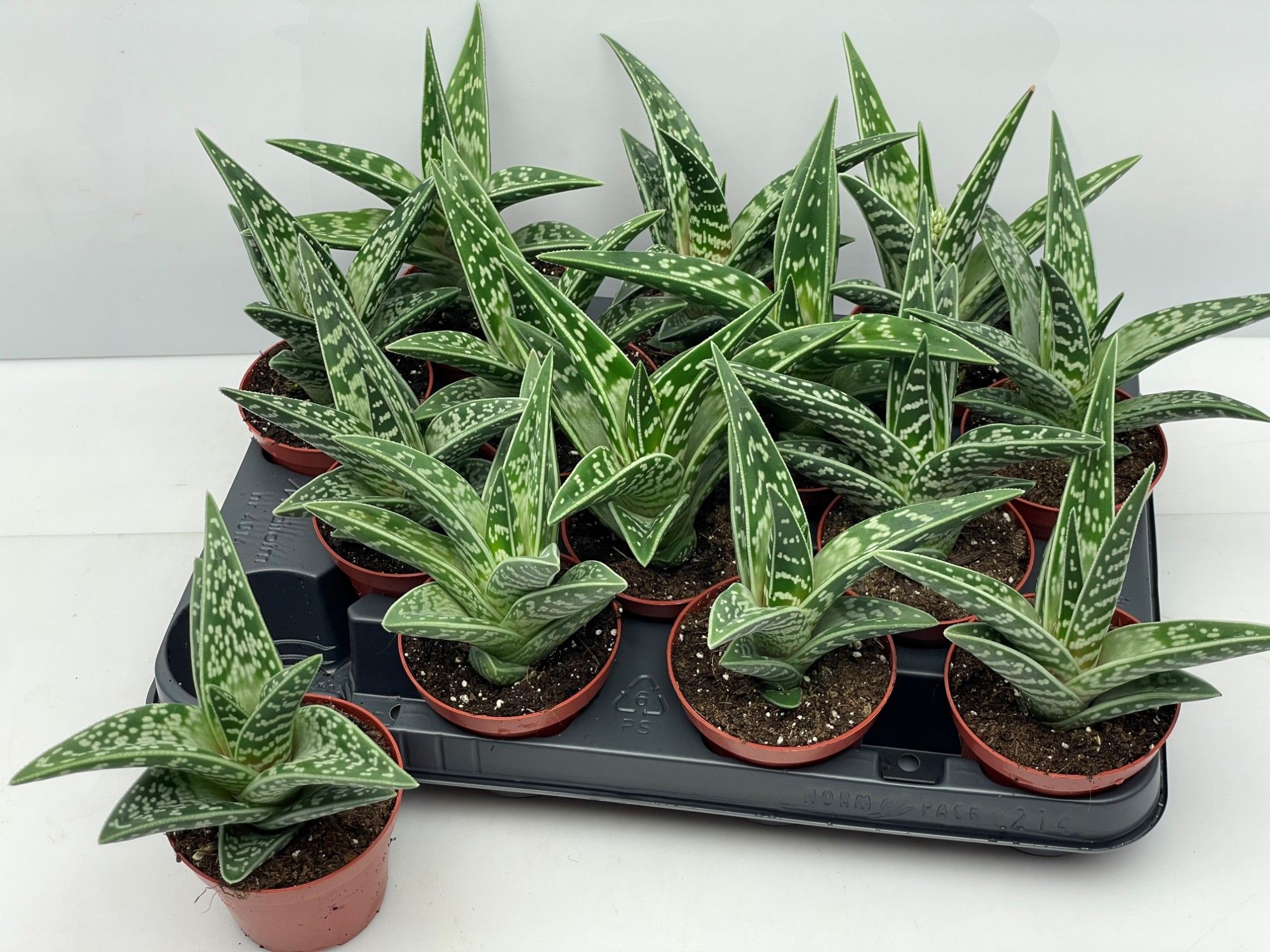 Горшечные цветы и растения оптом Aloe Variegata от 12шт (для телеги) из Голландии с доставкой по России
