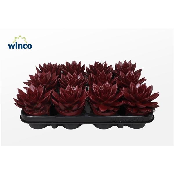 Горшечные цветы и растения оптом Echeveria Agavoides Paint Bordeaux Red от 12шт (для телеги) из Голландии с доставкой по России