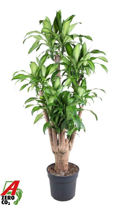 Горшечные цветы и растения оптом Massangeana Branched от 1шт из Голландии с доставкой по России