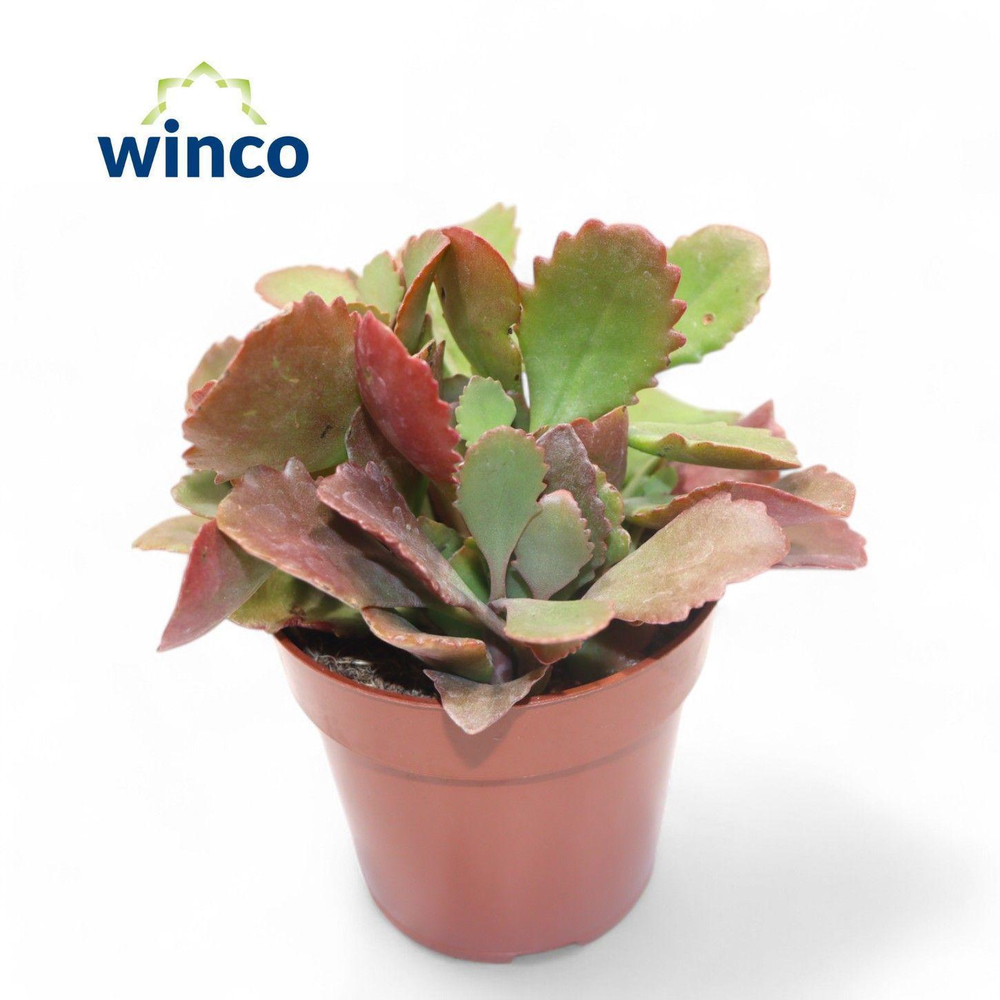 Горшечные цветы и растения оптом Kalanchoe Ov от 18шт (для телеги) из Голландии с доставкой по России