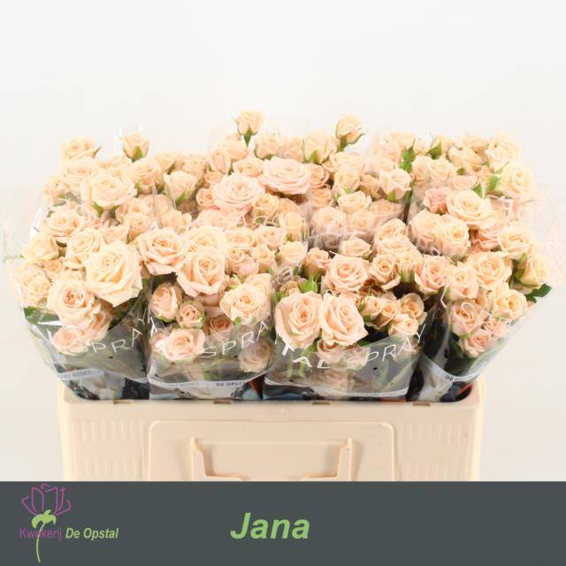 Срезанные цветы оптом Rosa spray jana от 80шт из Голландии с доставкой по России