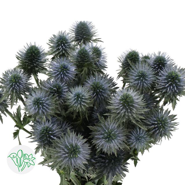 Срезанные цветы оптом Eryngium scorpius questar от 60шт из Голландии с доставкой по России