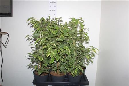 Горшечные цветы и растения оптом Fic Be Golden King от 6шт из Голландии с доставкой по России