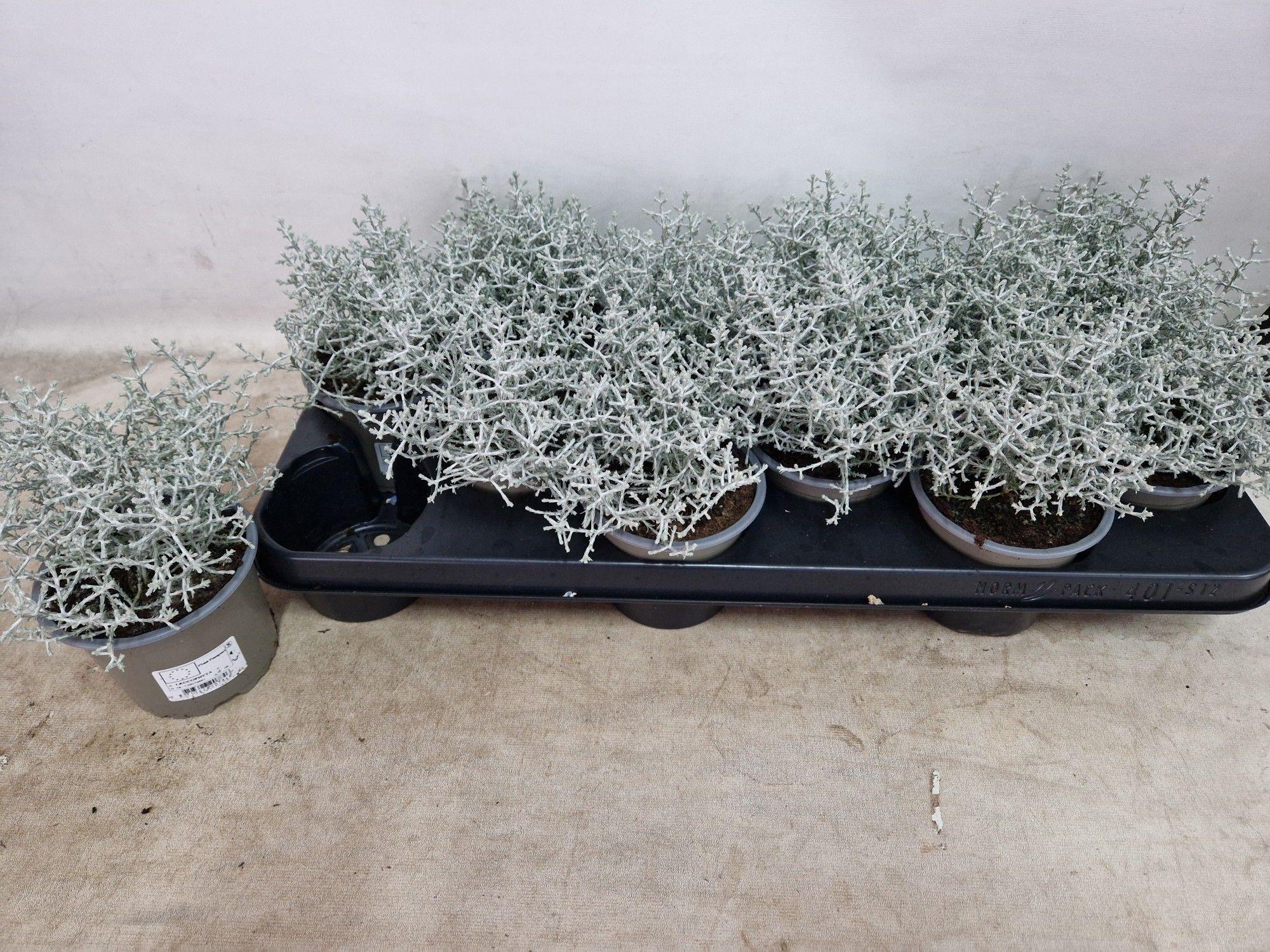 Горшечные цветы и растения оптом Leucophyta Brownii от 12шт из Голландии с доставкой по России