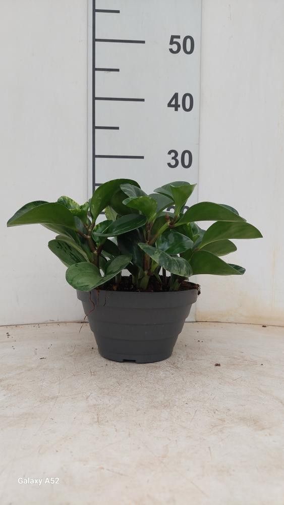 Горшечные цветы и растения оптом Pep Ov от 6шт из Голландии с доставкой по России