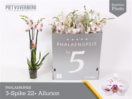 Горшечные цветы и растения оптом Phal Ov Wit Allurion 3-4 Branches 22+ от 12шт из Голландии с доставкой по России