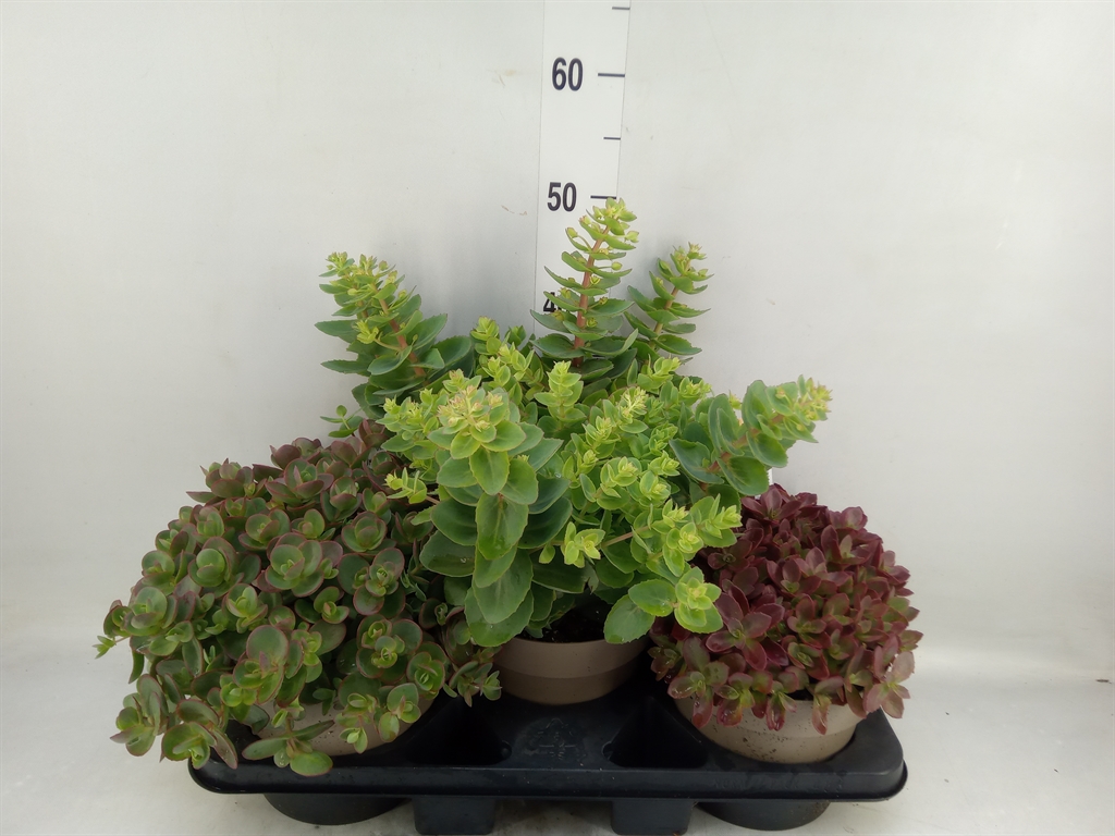 Горшечные цветы и растения оптом Sedum   ... от 3шт из Голландии с доставкой по России